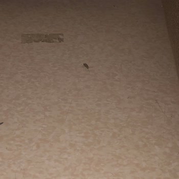 Namık Kemal Üniversitesi Hastanesi Çocuk Servisinde Hamam Böceği Kaynıyor