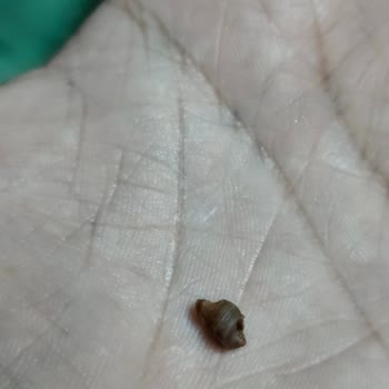 Balık Dünyası Alınan Donuk Karides.