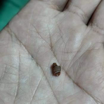 Balık Dünyası Alınan Donuk Karides.