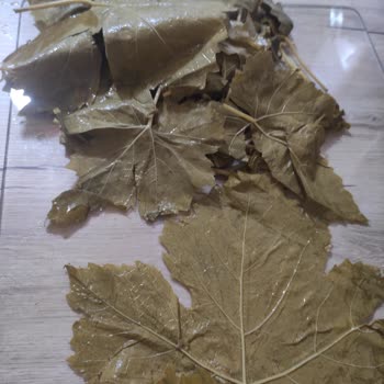 Mavi Bostan Üzüm Yaprağı Çok Kötü