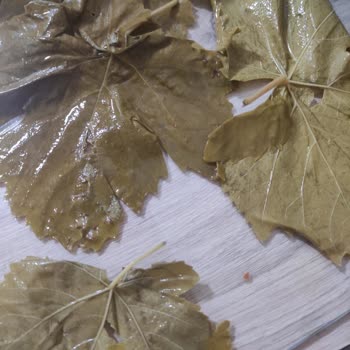 Mavi Bostan Üzüm Yaprağı Çok Kötü