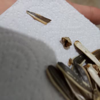 Amigo Çekirdekten Çıkan Salyangoz