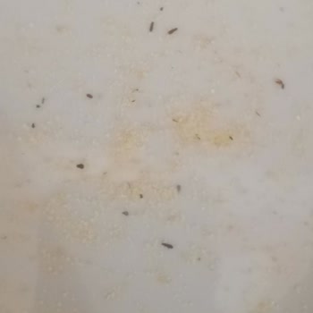 Besler Bitli Ve Böcekle Dolu İrmik