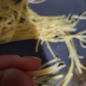 Filiz Makarna Makarnada Çıkan Böcek Ve Yumurta Bulgusu