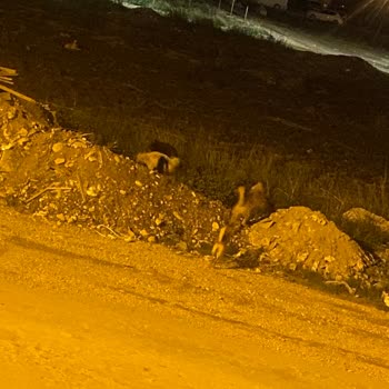 Kadirli Belediyesi Mahalledeki Köpeklerin Saldırması