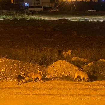 Kadirli Belediyesi Mahalledeki Köpeklerin Saldırması