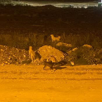 Kadirli Belediyesi Mahalledeki Köpeklerin Saldırması