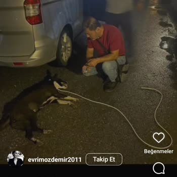 Galaxy Beach Hotel Hayvan Hakları Savunucuları