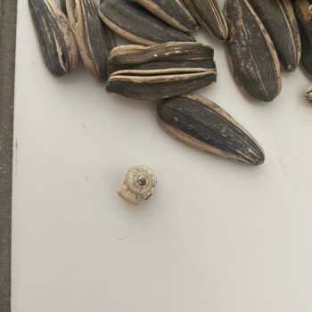 Tadım Marka Ay Çekirdeği İçinden Salyangoz Çıktı