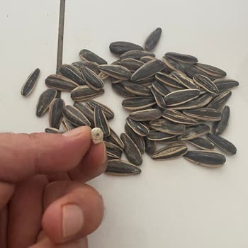 Tadım Marka Ay Çekirdeği İçinden Salyangoz Çıktı