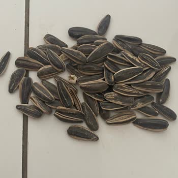 Tadım Marka Ay Çekirdeği İçinden Salyangoz Çıktı