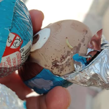 Ozmo Sürpriz Yumurta Kurtlanmış