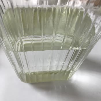 Kuzeyden Su Yemyeşil Yosun Tutması