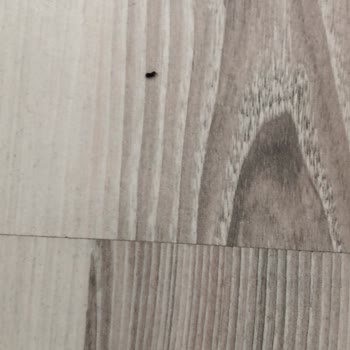 Bahçelievler Belediyesi Fare Sorunu Devam Ediyor
