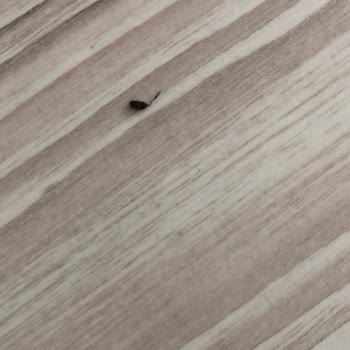 Bahçelievler Belediyesi Fare Sorunu Devam Ediyor