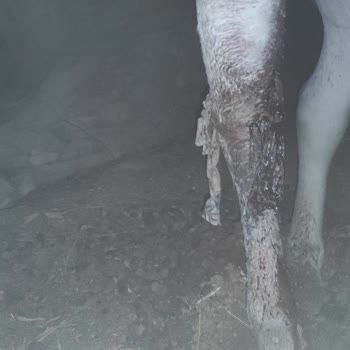 Alo 153 Hayvan Ambulansı Diyarbakır Belediye Ekipleri Çalışmıyor
