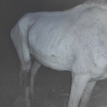 Alo 153 Hayvan Ambulansı Diyarbakır Belediye Ekipleri Çalışmıyor
