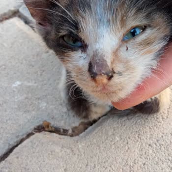 Alo 153 Hayvan Ambulansı 153 Ün Duyarsızlığı