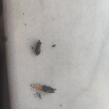 Parliament Odun Çıkıyor