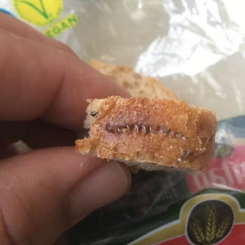 Untad Ekmekte Kıvrık Tel