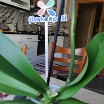 Çiçek Sepeti Orkidenin Filiz Yaprakları Kesik