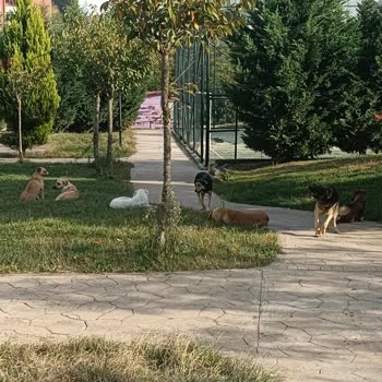 Tuzla Belediyesi Parkta Sokakta Çok Kopek Olması