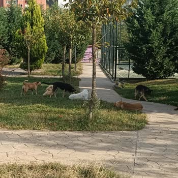 Tuzla Belediyesi Parkta Sokakta Çok Kopek Olması