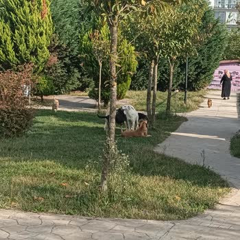 Tuzla Belediyesi Parkta Sokakta Çok Kopek Olması