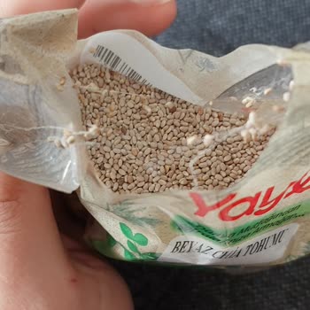 Yayla Chia Tohumundan Örümcek Ağı Çıktı