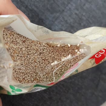 Yayla Chia Tohumundan Örümcek Ağı Çıktı