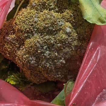 Arçelik Buzdolabı Gövde Gaz Kaçağı Ve Tamir Olmaması!