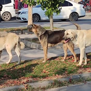 Pendik Belediyesi Pendik'te Başıboş Köpek Sorunu