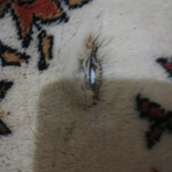 Almira Halı Yıkama (Konya) Yanık Ve Yırtık Halı!