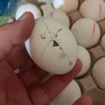 BİM'de Çürük Kokmuş Yumurta Satılıyor Dikkat!