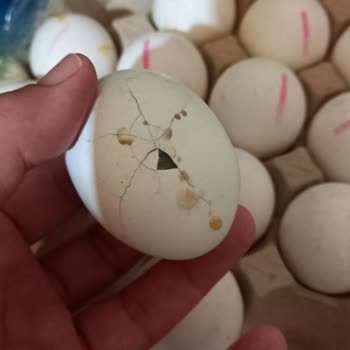 BİM'de Çürük Kokmuş Yumurta Satılıyor Dikkat!