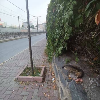 Zeytinburnu Belediyesi Ölen Kedi Çöpe Atılıyor