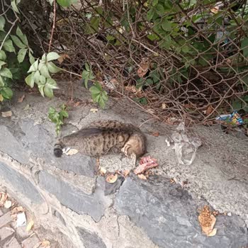 Zeytinburnu Belediyesi Ölen Kedi Çöpe Atılıyor