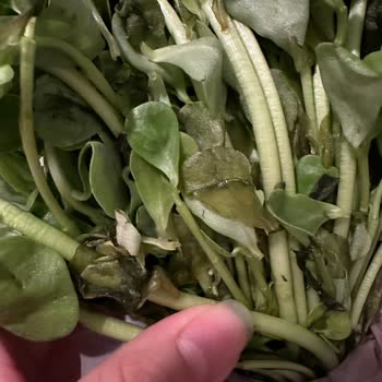 File Market Çürük Meyve Sebze Yeşilliklerle Dolu Online Sipariş Teslimi Aldım