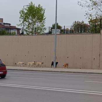 Edirne Belediyesi Başıboş Köpek Problemi