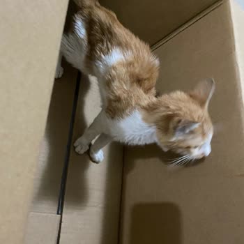 Tepeören Sahipsiz Hayvan Geçici Bakımevi Tepeören Hayvan Barınağı Şikayeti