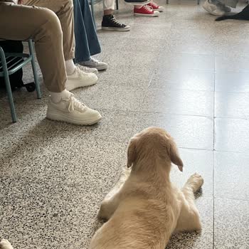Doğu Akdeniz Üniversitesi Köpekleri Ve Alınmayan Önlemler