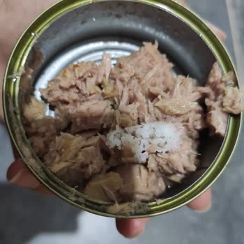 Zeytinyağlı Dardanel Ton Balığı