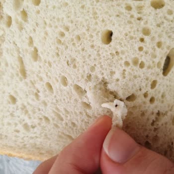 Uno Ekmek Tazepan Tost Ekmeğinden Böcek Çıktı!