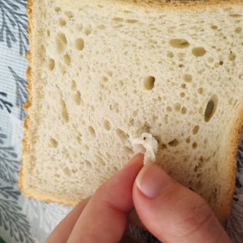 Uno Ekmek Tazepan Tost Ekmeğinden Böcek Çıktı!