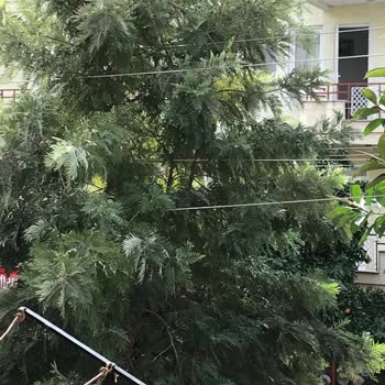 T.C. Cumhurbaşkanlığı Tehlike Oluşturan Ağaç Dallarının Kesilmesi