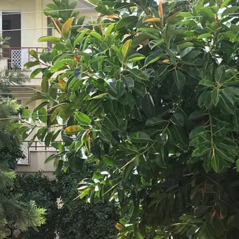 T.C. Cumhurbaşkanlığı Tehlike Oluşturan Ağaç Dallarının Kesilmesi