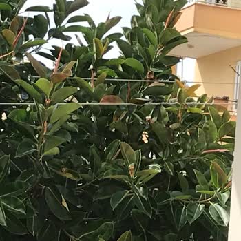 T.C. Cumhurbaşkanlığı Tehlike Oluşturan Ağaç Dallarının Kesilmesi