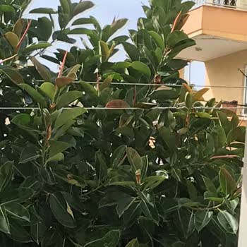 T.C. Cumhurbaşkanlığı Tehlike Oluşturan Ağaç Dallarının Kesilmesi