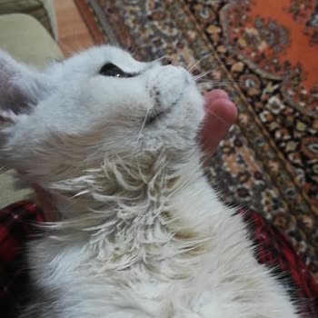 Pet Level Veteriner Kliniği Kedimi Pis Teslim Aldım