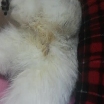 Pet Level Veteriner Kliniği Kedimi Pis Teslim Aldım